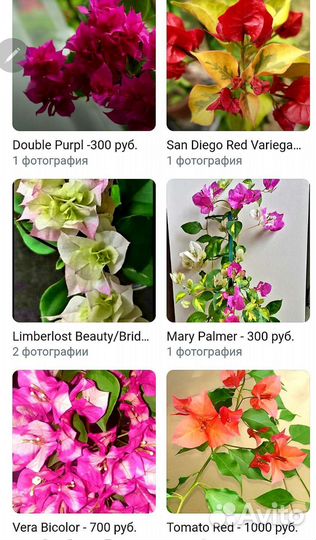 Бугенвиллия разные сорта