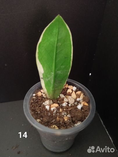 Замиокулькас вариегатный шорт лив