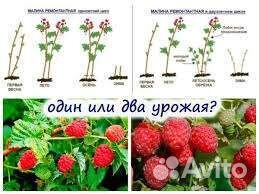 Конек-горбунок ремонтантная малина саженцы