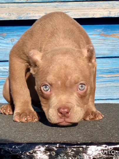 Девочки Американский Булли