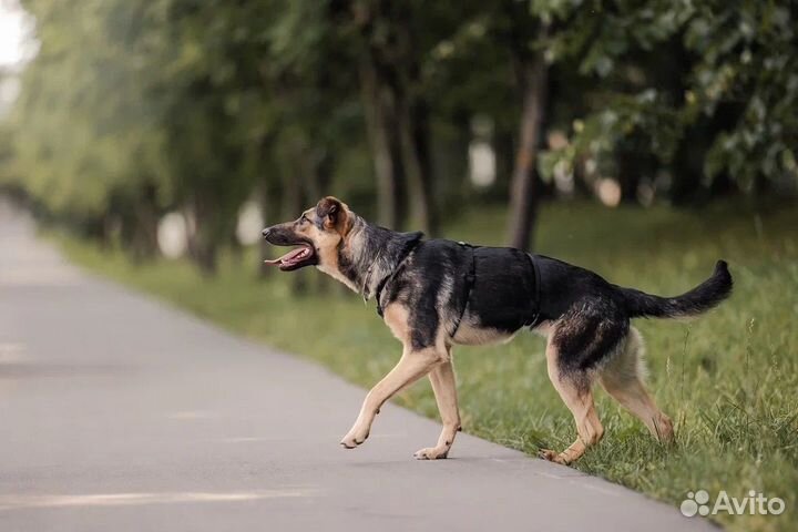 Собака щенок в добрые руки бесплатно/в дар