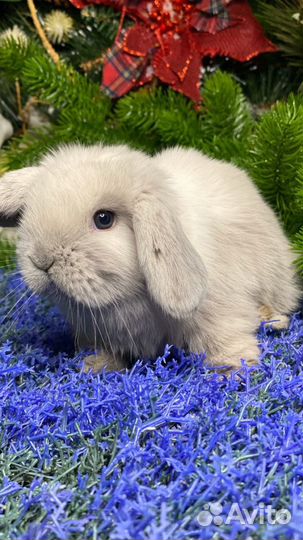 Царские карликовые кролики