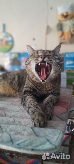 Брутальный кот