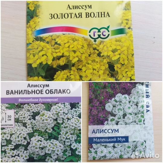 Алиссум почвопокровник многолетник