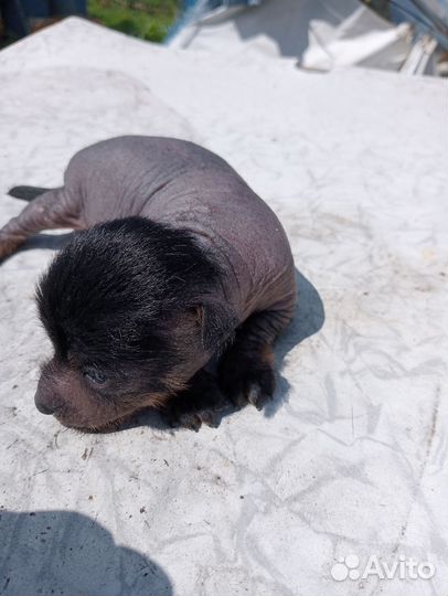 Чудо собачки щенки ксоло девочка и мальчик
