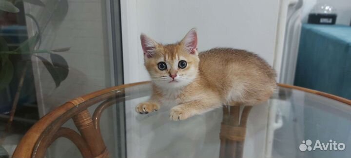 Шотландская золотая шиншилла