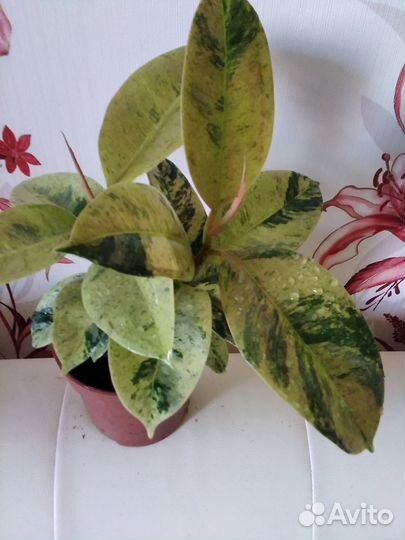 Фикус шривериана кустистый и хойя росита