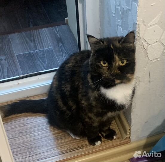 Кошка Тося ищет дом