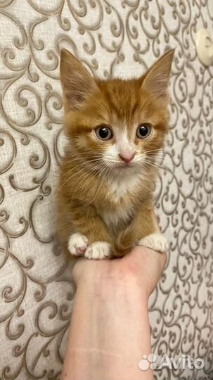 Котенок