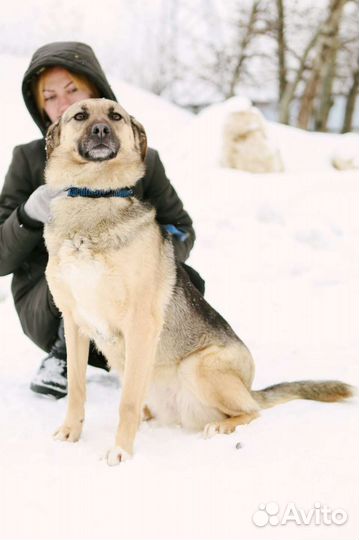 Преданные глаза ищут вас