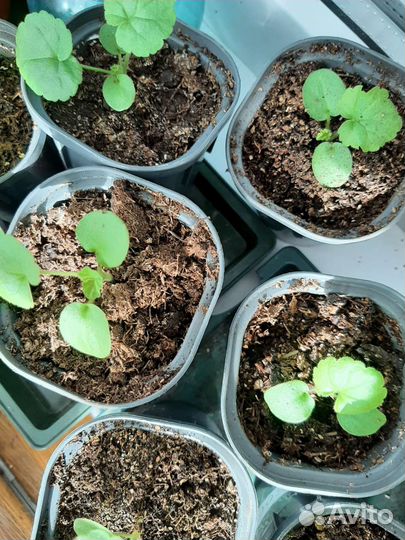 Рассада овощей и цветов