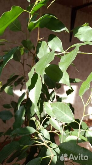 Фикус бенджамина большой