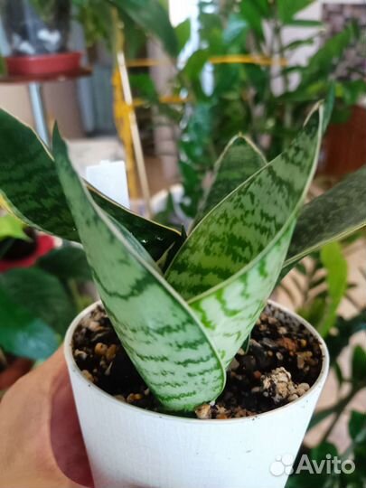 Сансевиерия Маргината, Гилд Эйдж. Блек Дракон