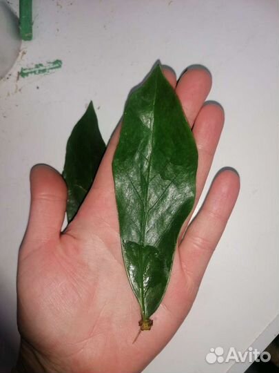 Замиакулькас black alligator(чёрный крокодил)