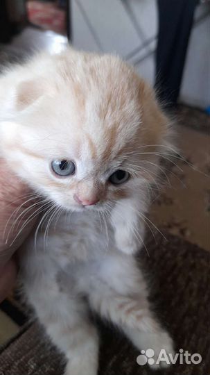 Кошки вислоухие