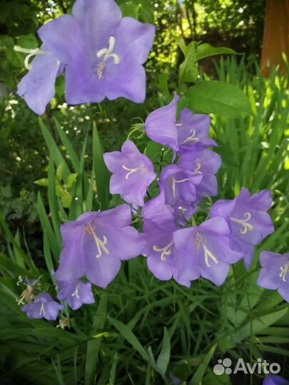 Садовые цветы