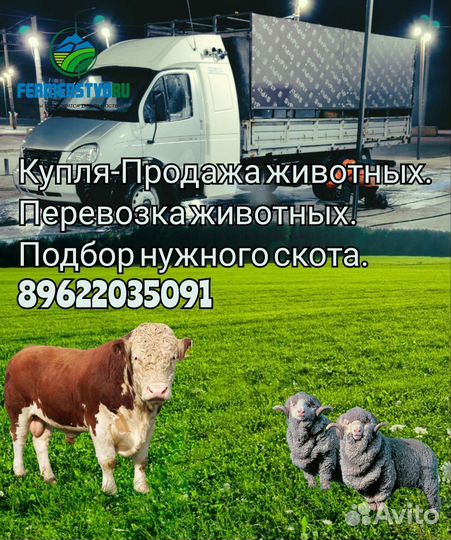 С.к.о.т.о.п.е.р.е.в.оз.ка