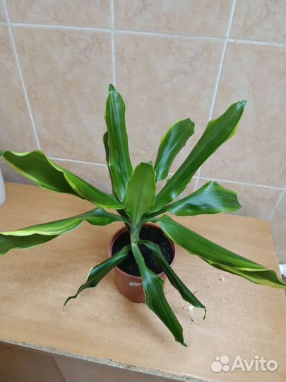 Драцена деремская