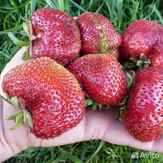 Саж кл 80сор новин достав бесплатная