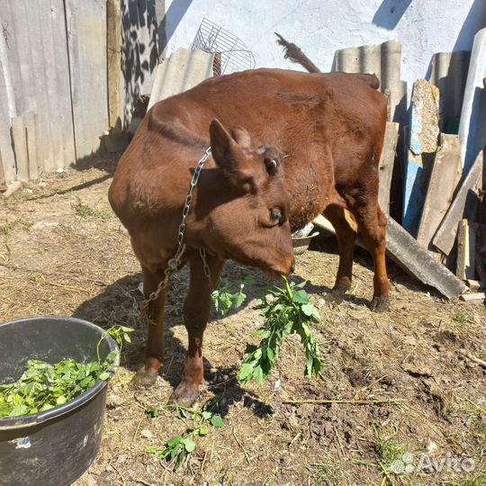 Корова телка