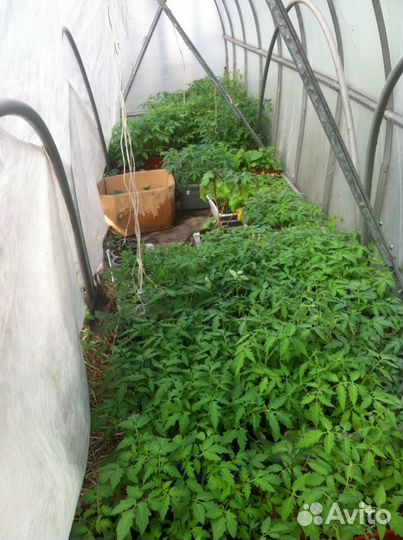 Рассада помидор, семена овощей