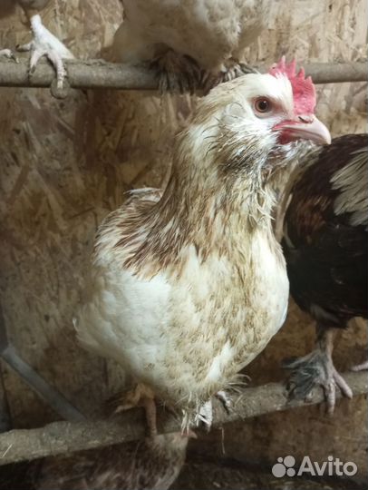 Инкубационное яйцо фавероль