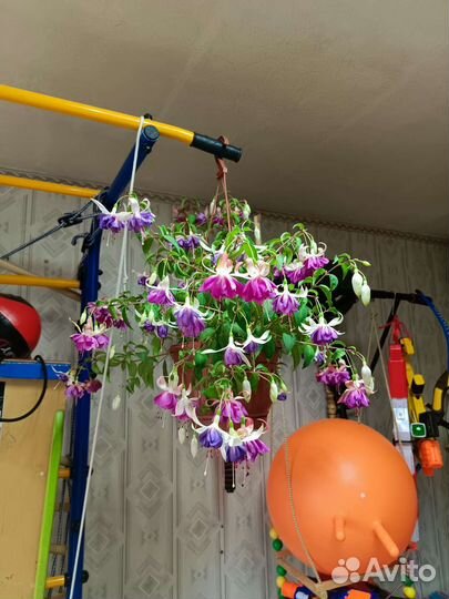 Фуксия в кашпо