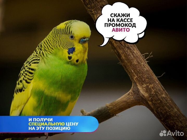 Хорек Шампань