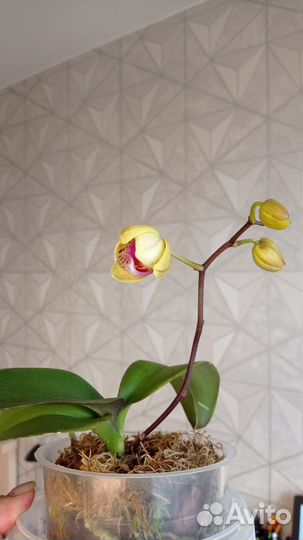 Орхидея Мариола