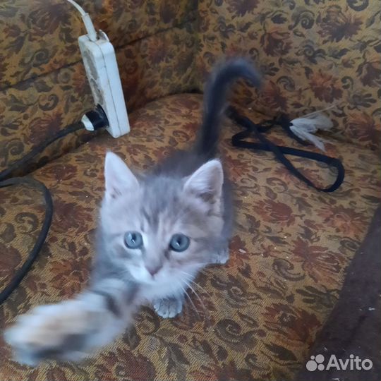 Котята в добрые руки приучены к лотку девочка