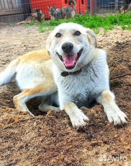 Собака лучший друг человека