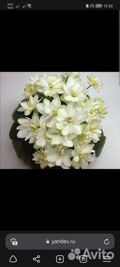 Сортовые фиалки