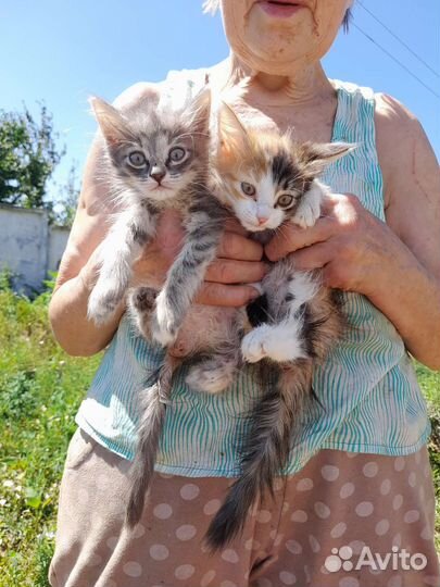 Котята помогите спасти