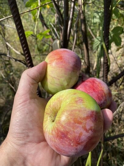 Участок 5 сот. (ИЖС)