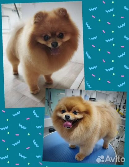 Стрижка собак/Экспресс линька(Красногорск)