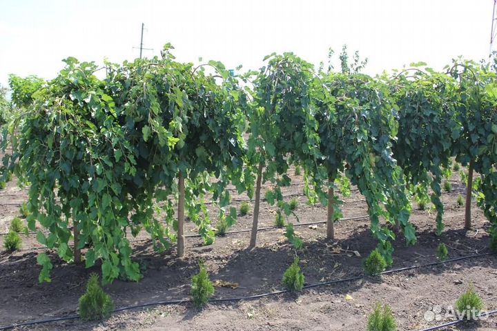 Шелковица на штамбе плакучая (предзаказ)