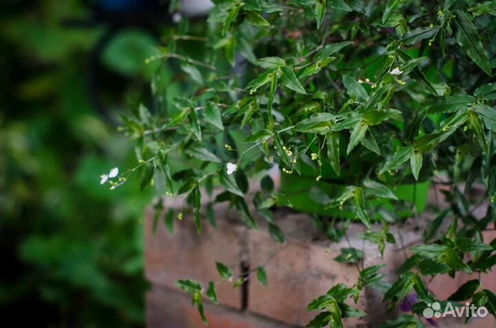 Традесканция