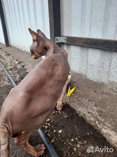 Кот ищет дом