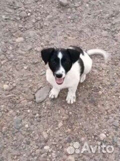 Щенок- Ягоза