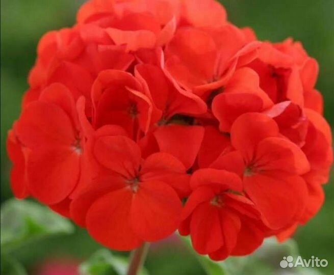 Пеларгония герань