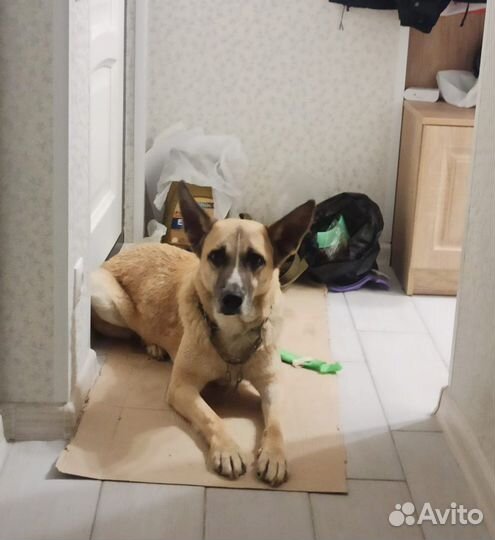 Собака в добрые руки отдам бесплатно