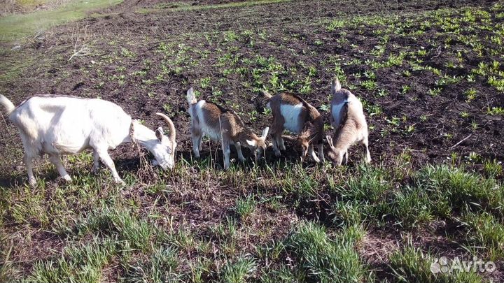 Нубийские козлята