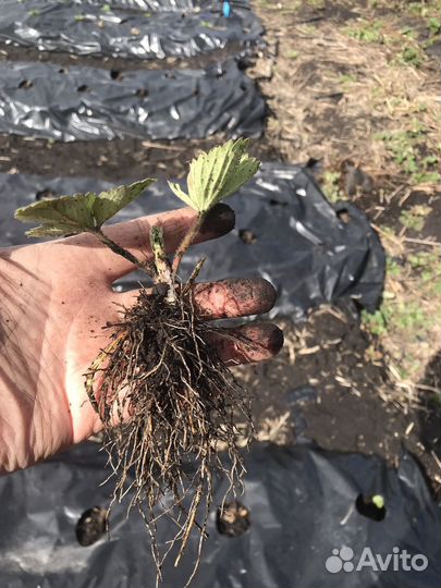 Саженцы клубники