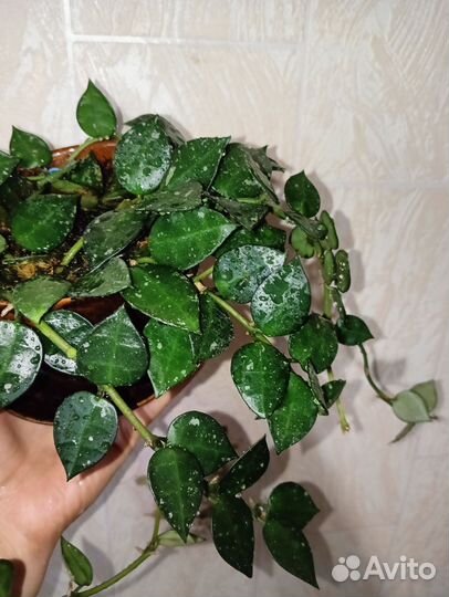 Хойя лакуноза