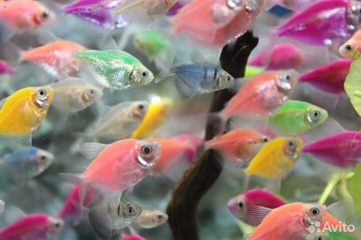 Тернеция гло