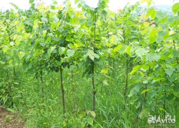 Саженцы липы, сумаха оленерогого,каштана