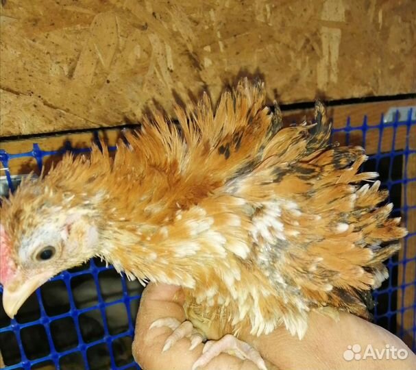 Шершетки, Цыплята, инкубационное яйцо