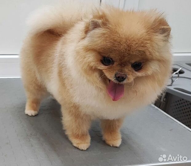 Частный грумер (стрижка собак и кошек)