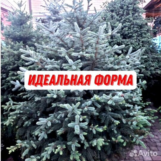 Голубые ели и зеленые ели с гарантией