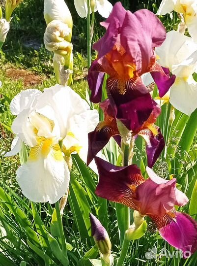 Ирисы бородатые сортовые